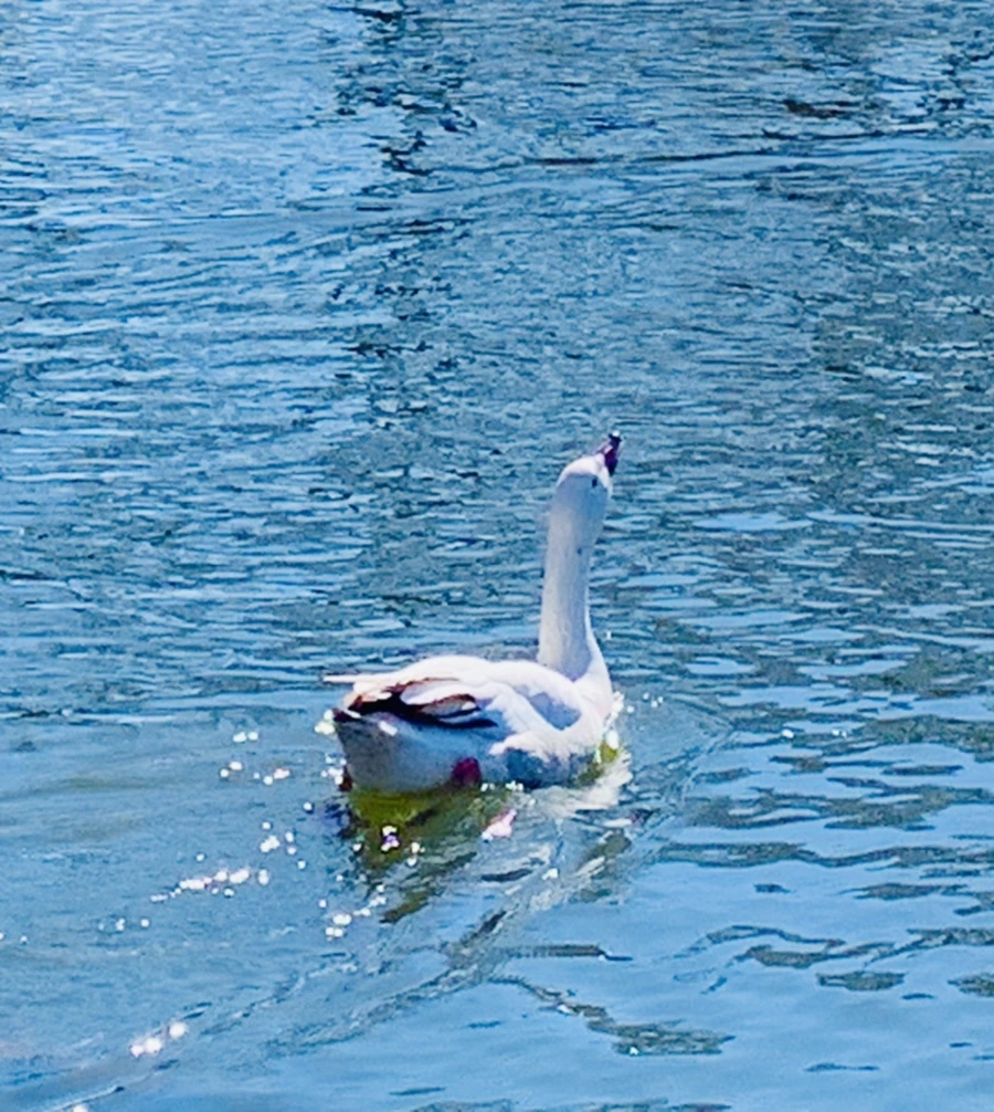 IMG_8891.jpg?type=w966