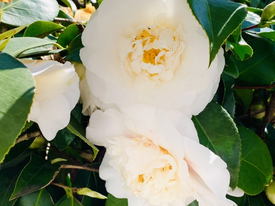 IMG_8601.jpg?type=w966