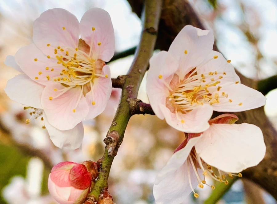 IMG_2740.jpg?type=w966