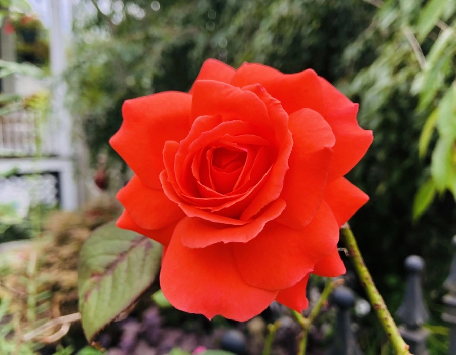 IMG_9949.jpg?type=w966