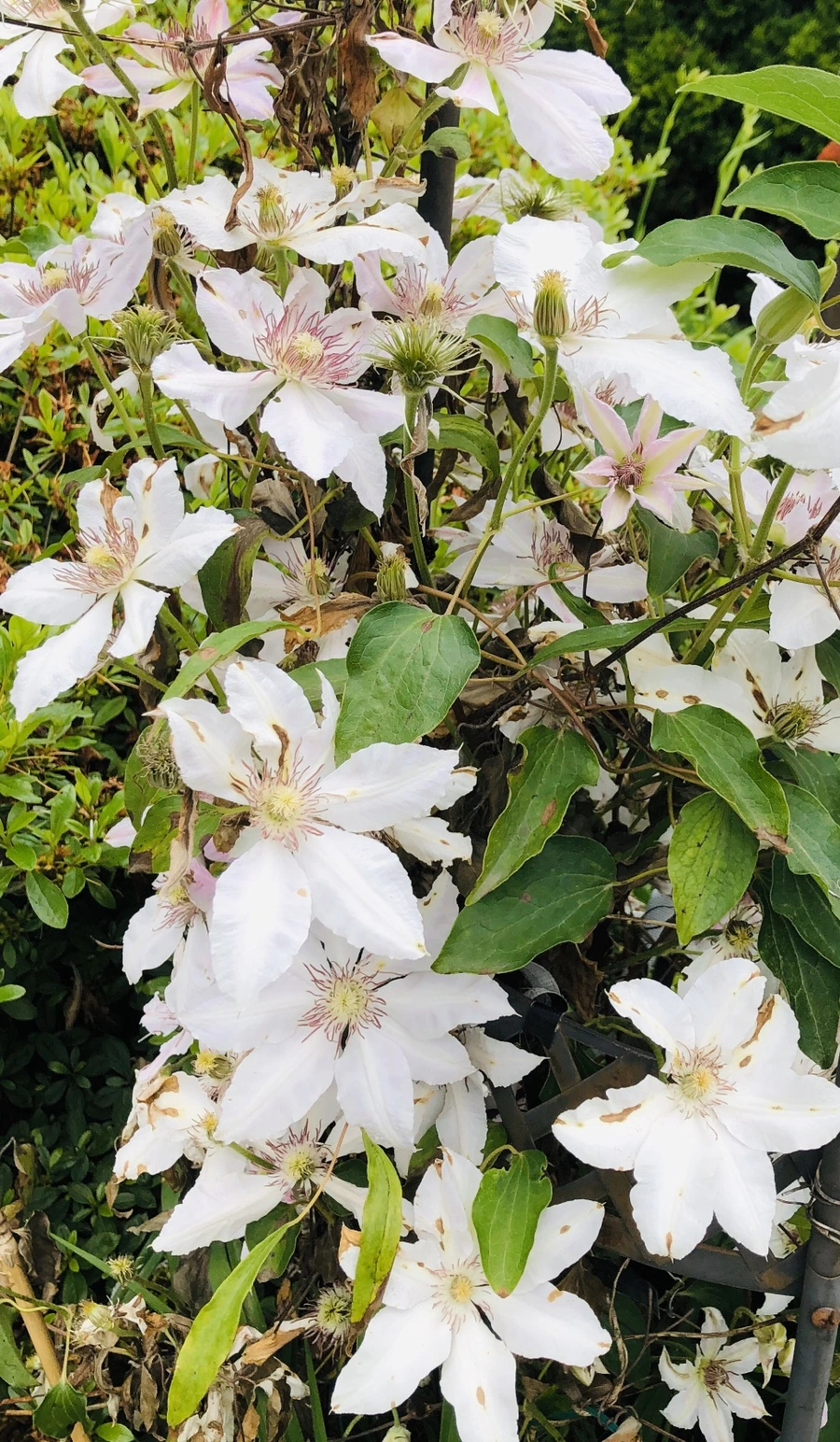 IMG_8922.jpg?type=w966