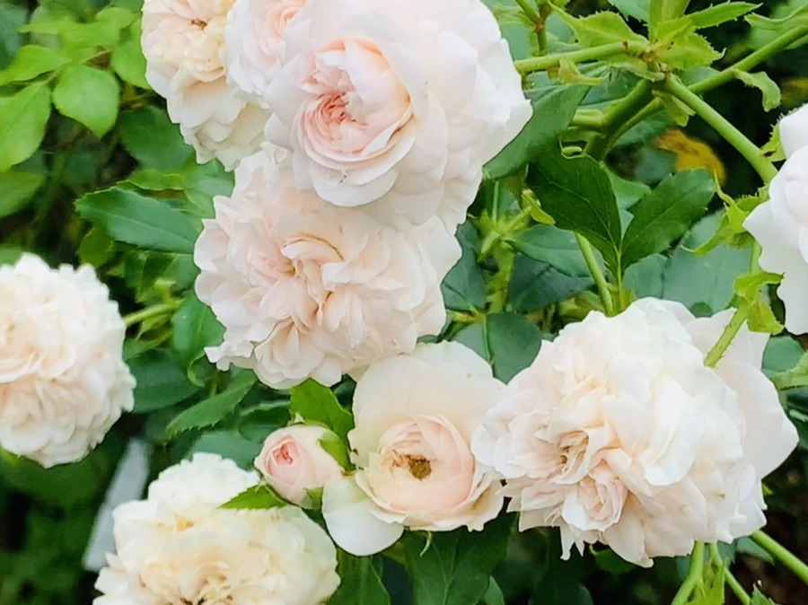 IMG_6902.jpg?type=w966