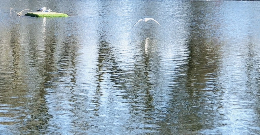 IMG_1340.jpg?type=w966