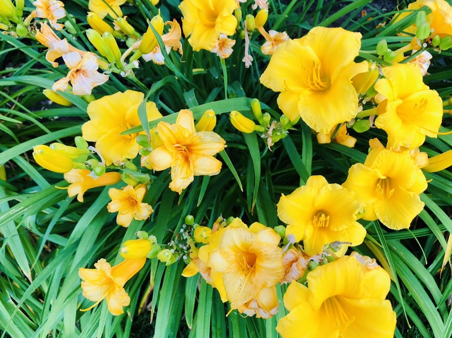 IMG_0124.jpg?type=w966