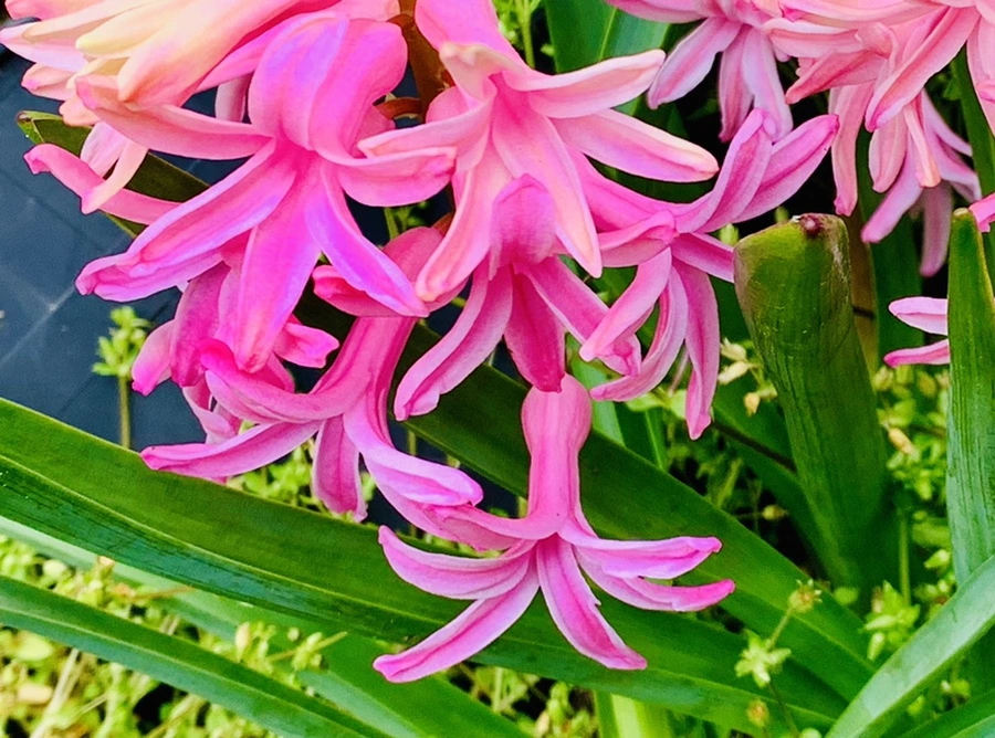 IMG_5872.jpg?type=w966