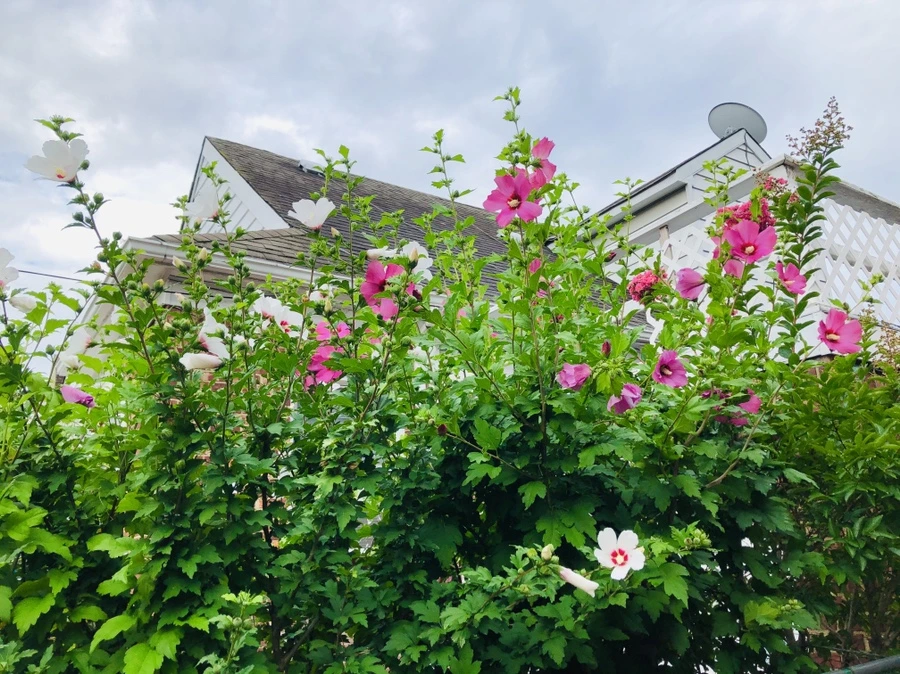 IMG_4153.jpg?type=w966