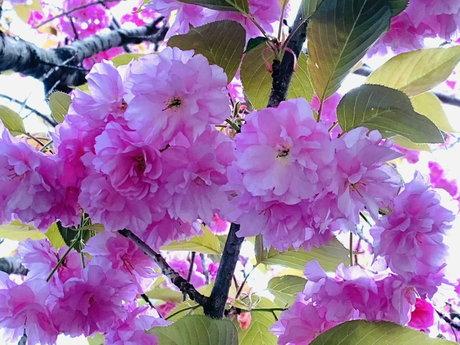 IMG_7346.jpg?type=w966