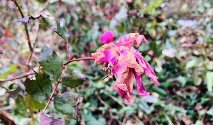 IMG_7999.jpg?type=w966