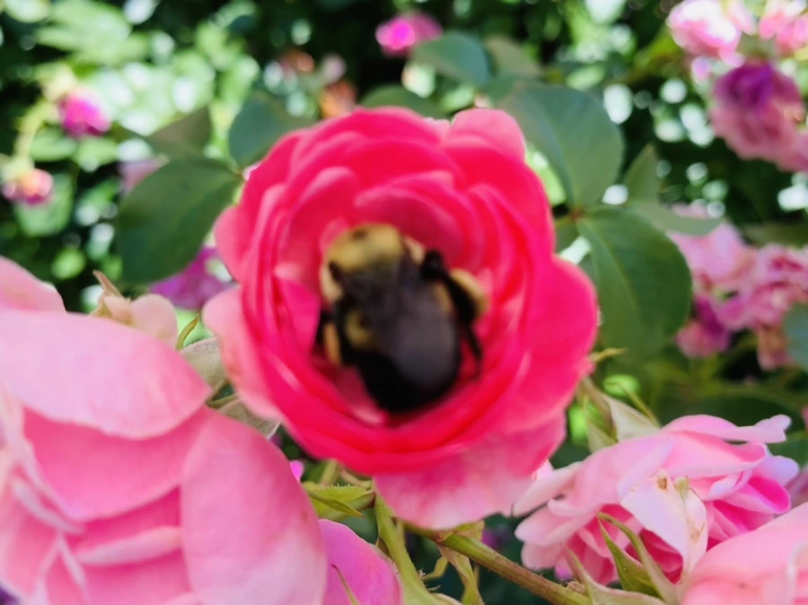 IMG_4157.jpg?type=w966