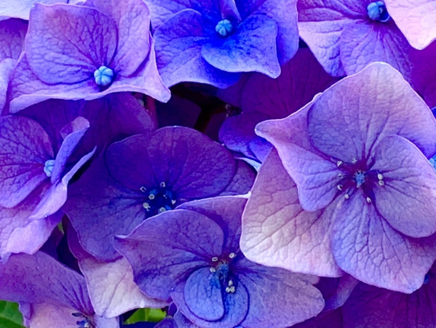 IMG_8776.jpg?type=w966