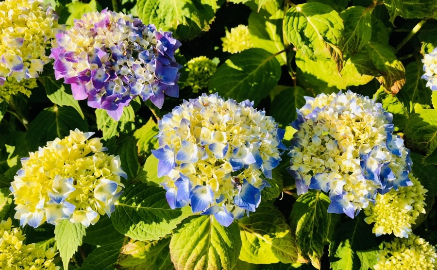 IMG_8419.jpg?type=w966