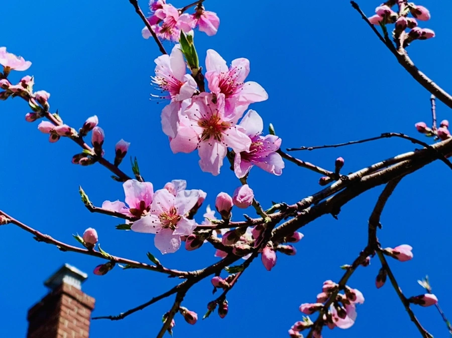 IMG_8176.jpg?type=w966