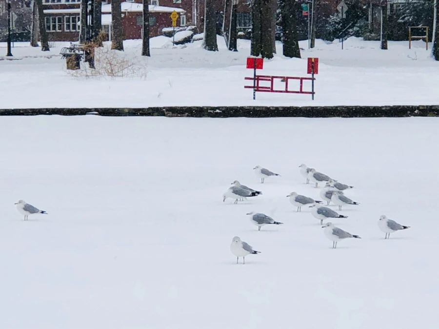 IMG_3650.jpg?type=w966