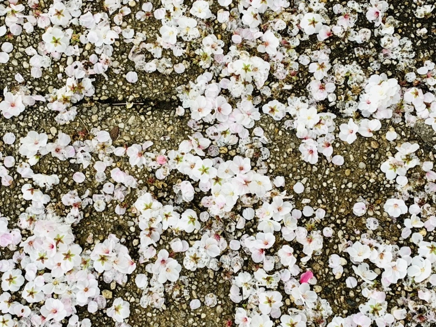 IMG_1310.jpg?type=w966