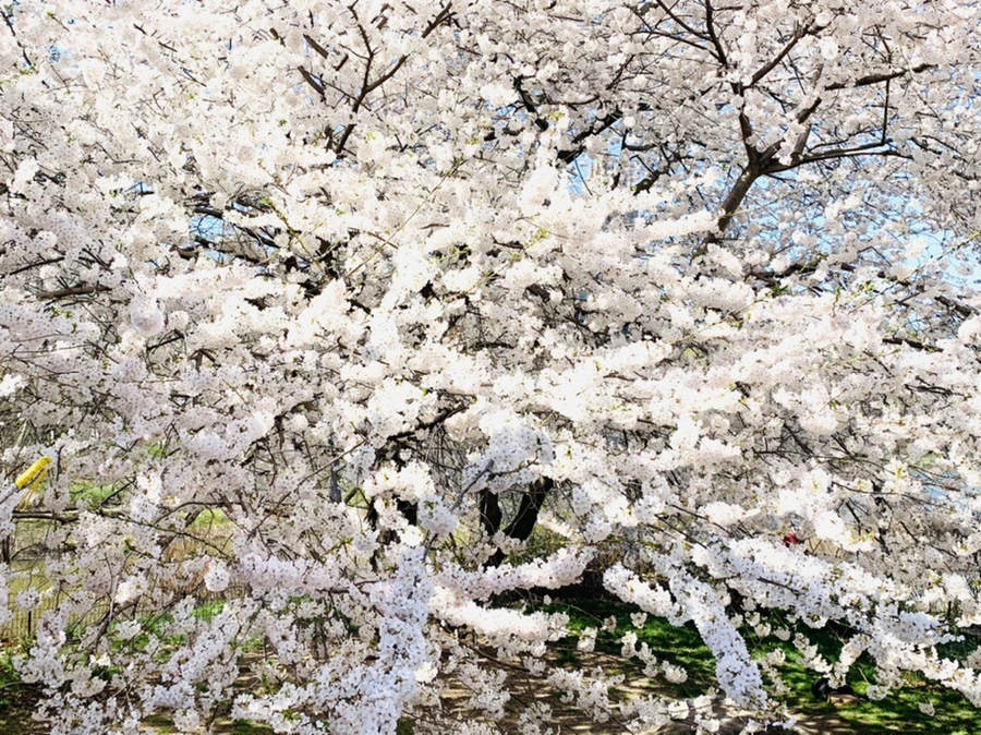 IMG_8980.jpg?type=w966