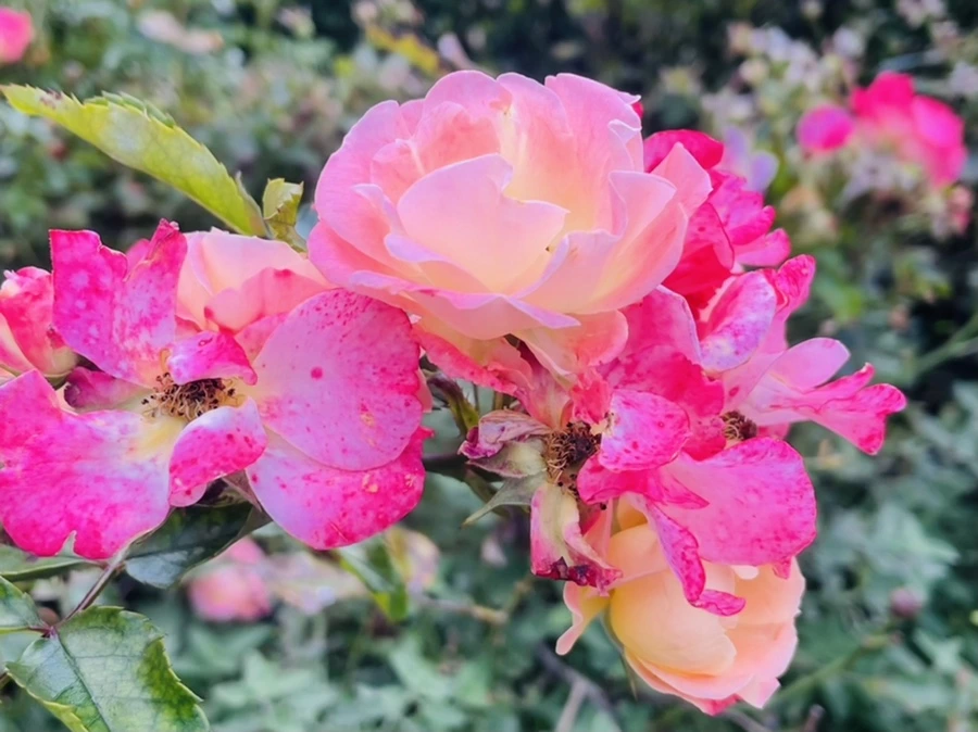 IMG_0152.jpg?type=w966