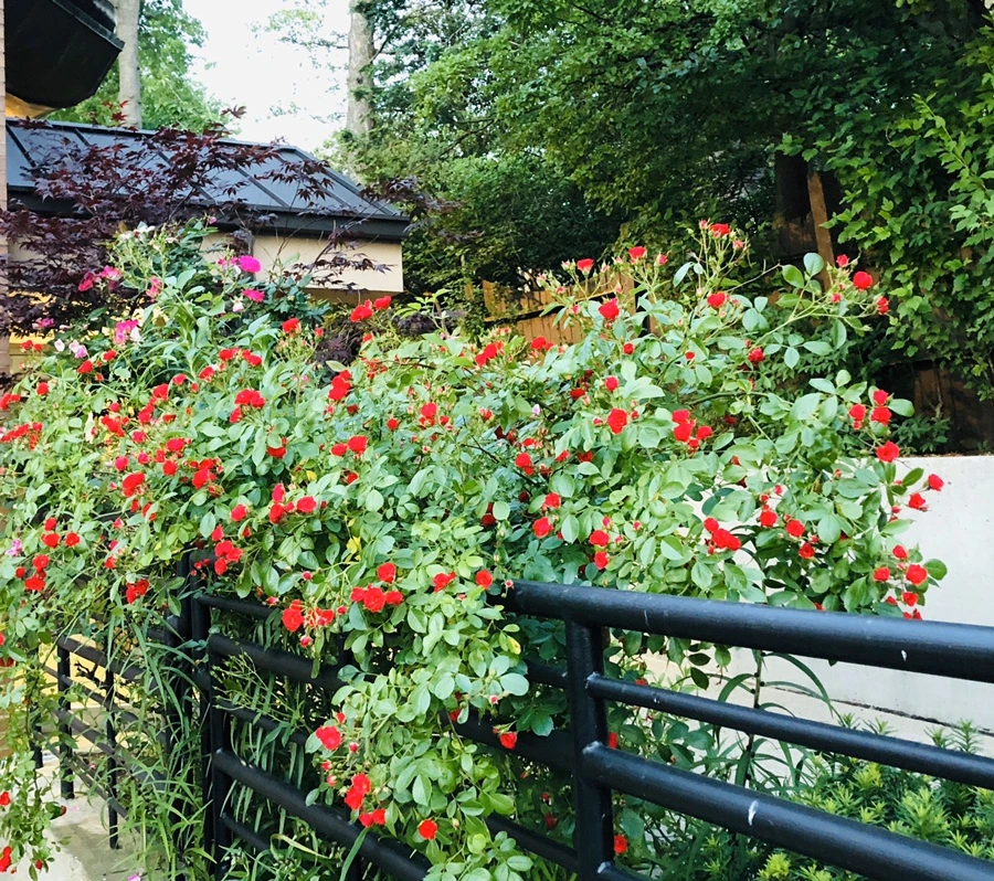 IMG_8783.jpg?type=w966