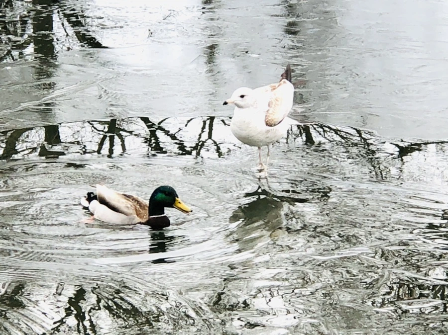 IMG_8986.jpg?type=w966