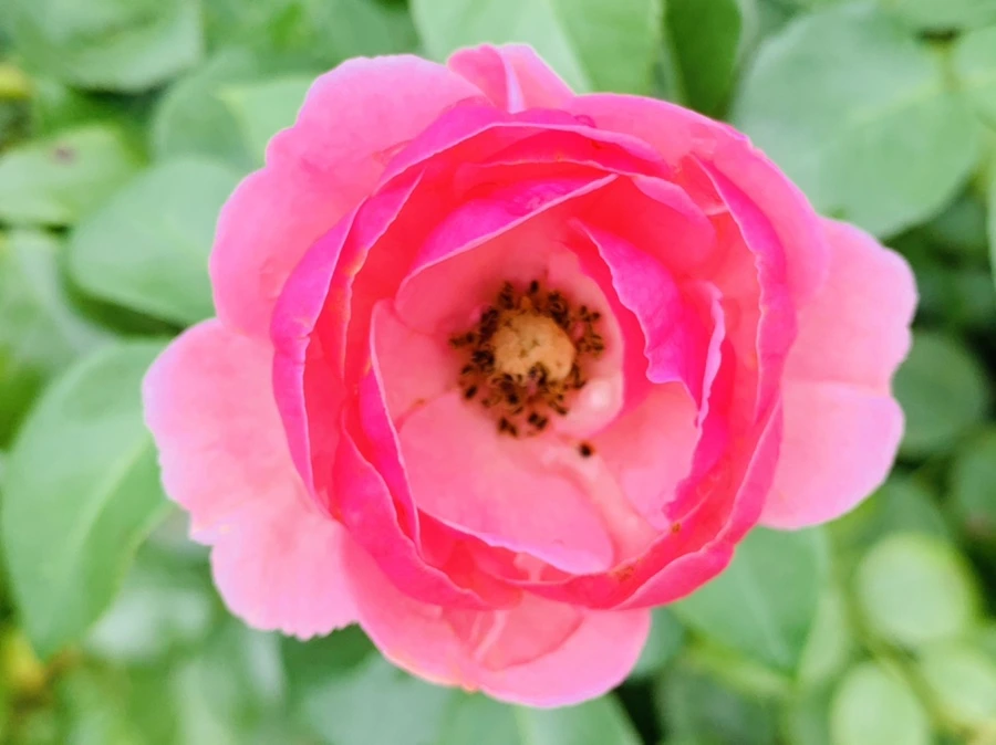 IMG_6949.jpg?type=w966