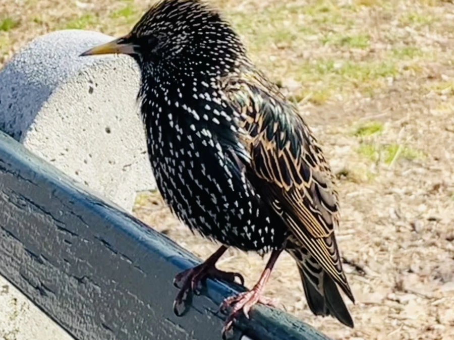 IMG_4928.jpg?type=w966