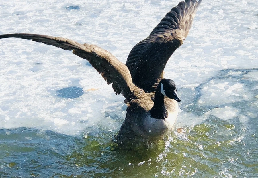 IMG_5394.jpg?type=w966