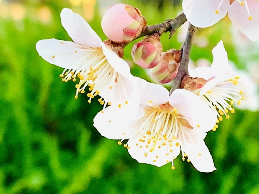 IMG_0924.jpg?type=w966