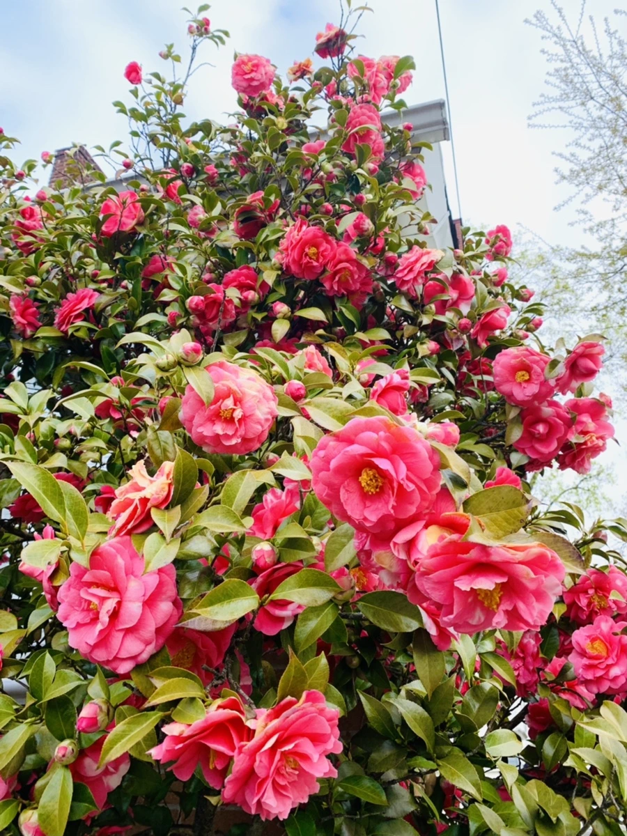 IMG_2917.jpg?type=w966