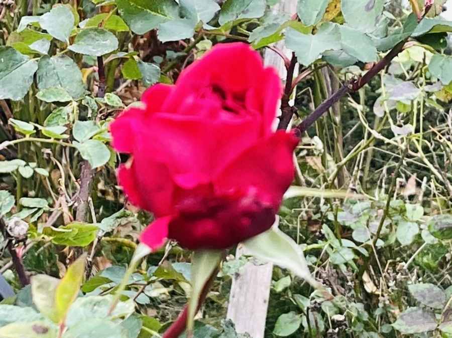 IMG_6200.jpg?type=w966