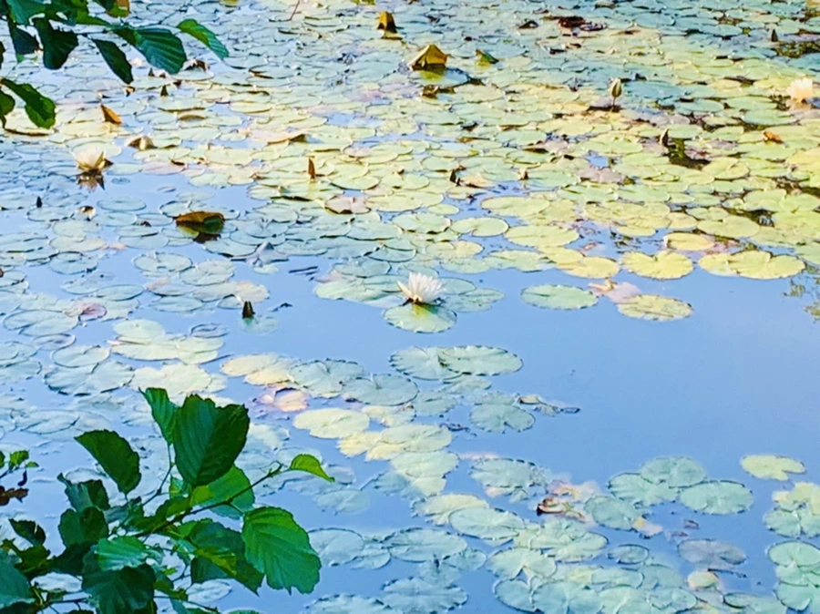 IMG_4274.jpg?type=w966