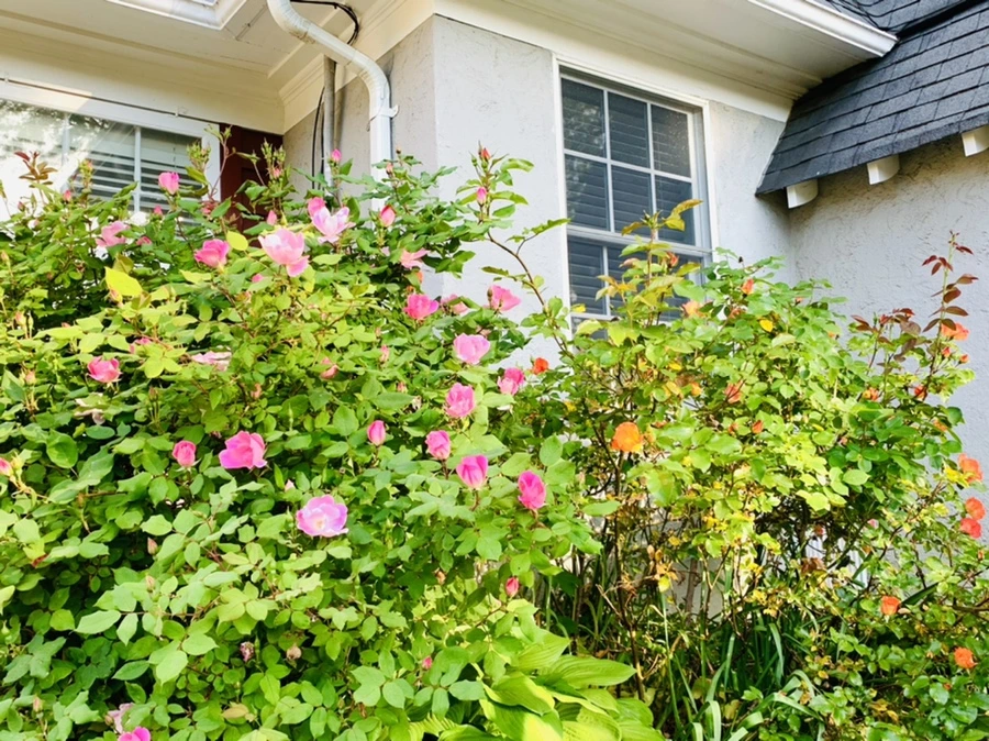 IMG_4552.jpg?type=w966