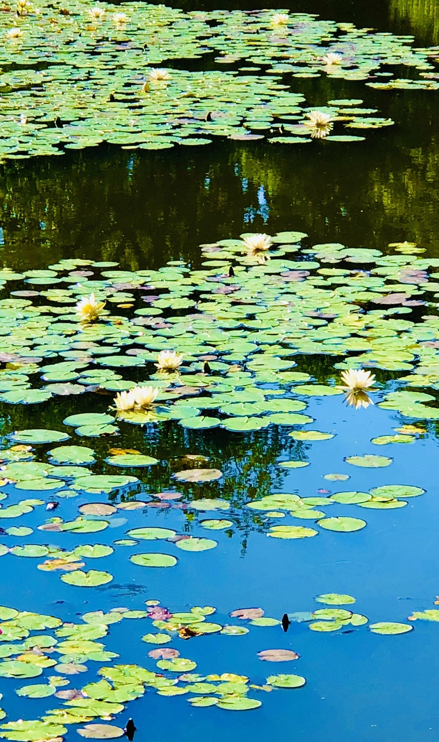 IMG_2313.jpg?type=w966