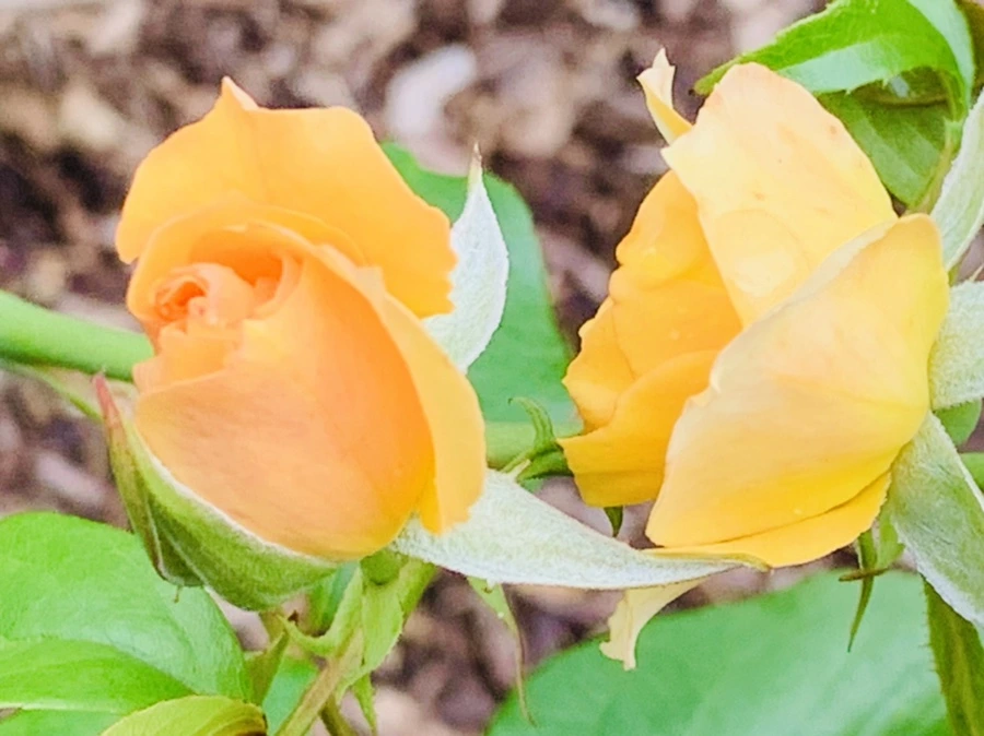 IMG_0452.jpg?type=w966