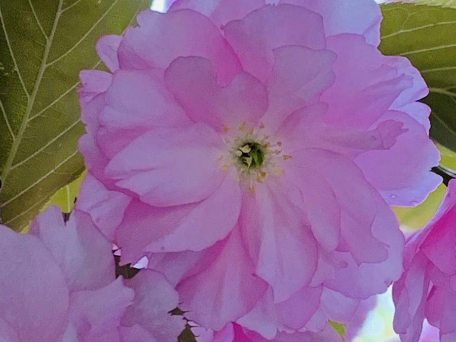 IMG_7391.jpg?type=w966