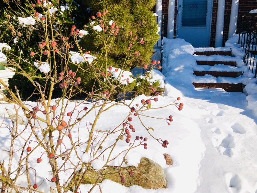 IMG_1387.jpg?type=w966