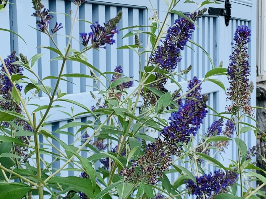 IMG_9503.jpg?type=w966