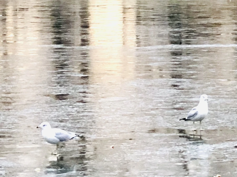 IMG_1949.jpg?type=w966