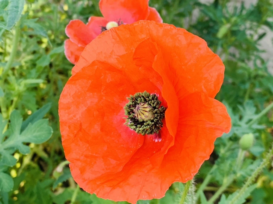 IMG_3473.jpg?type=w966