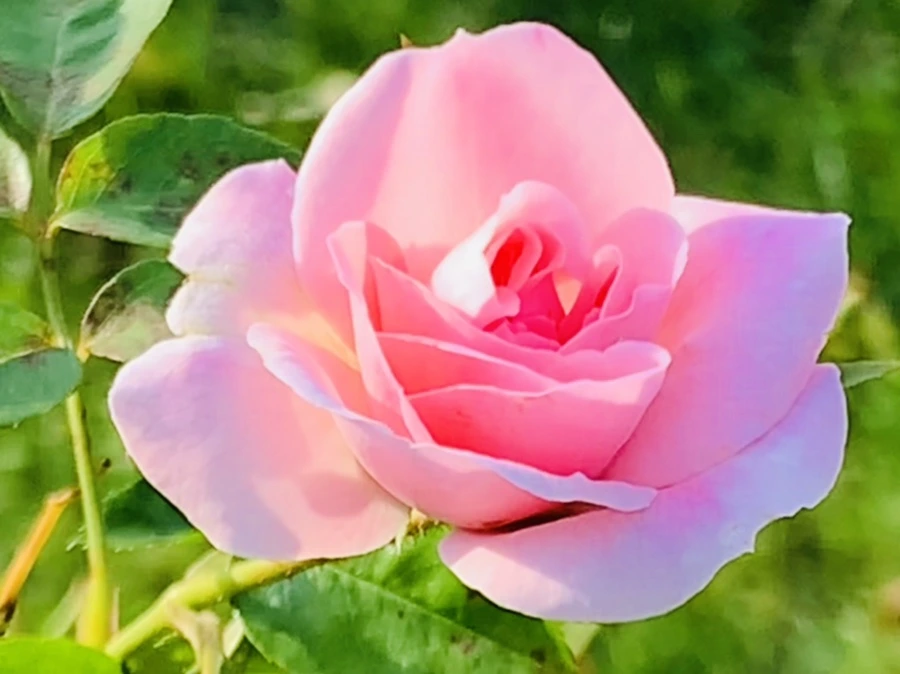 IMG_1223.jpg?type=w966