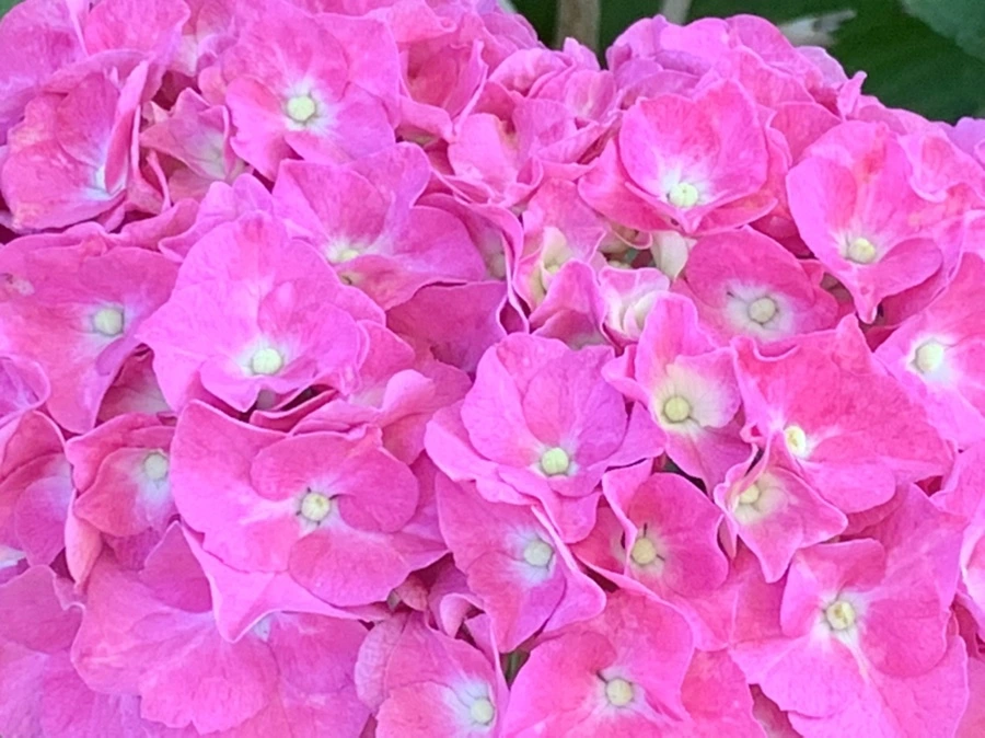 IMG_4804.jpg?type=w966