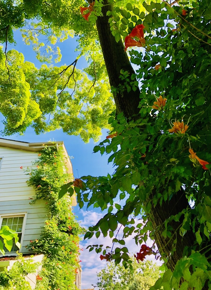 jLvJFSjssew9BAnL3sNQIDZXc88