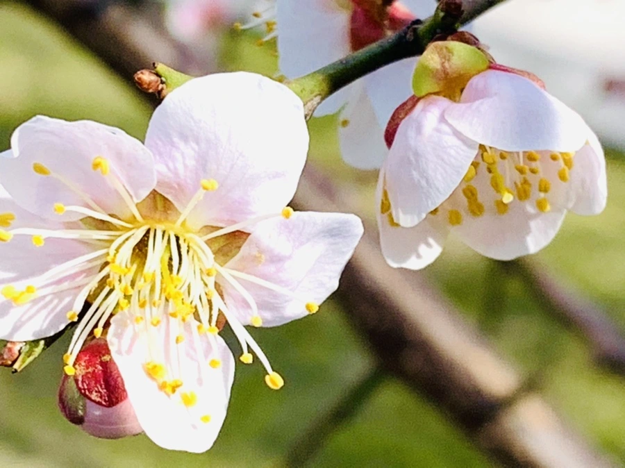 IMG_0995.jpg?type=w966