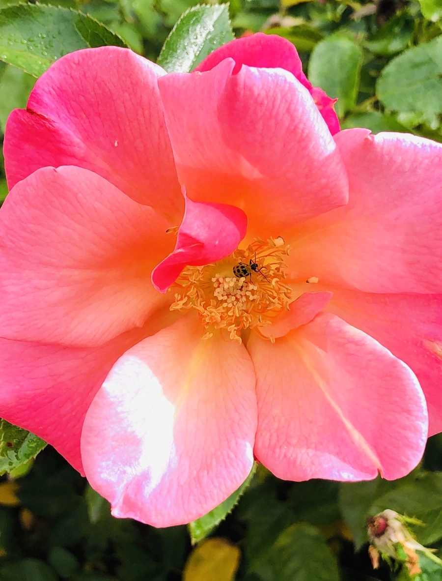 IMG_2239.jpg?type=w966