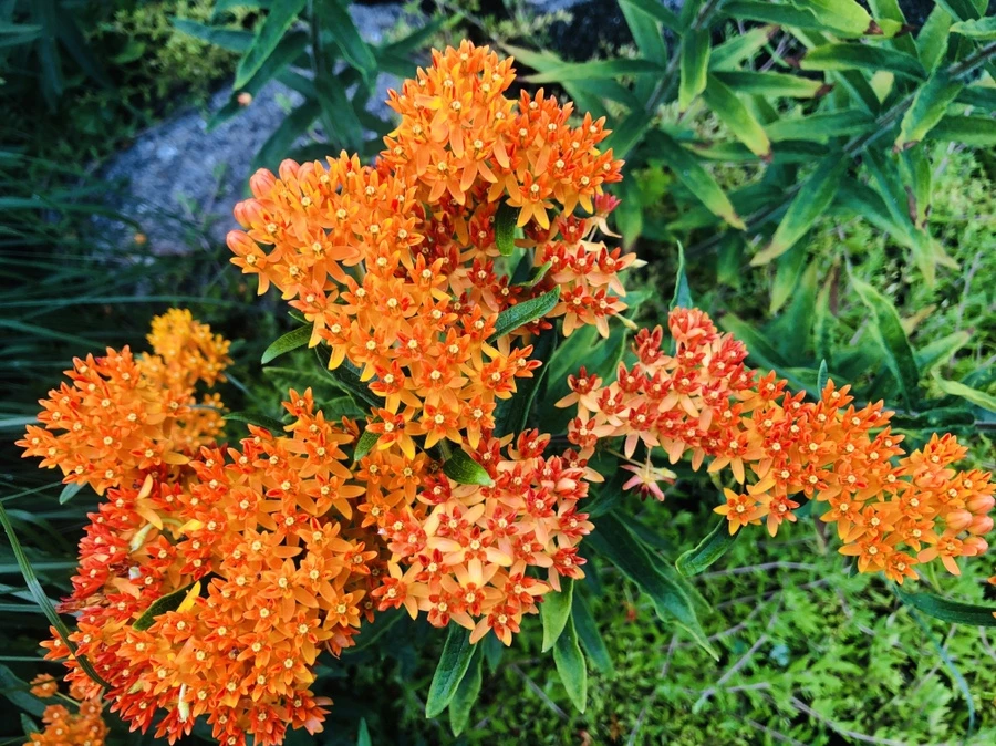 IMG_0941.jpg?type=w966