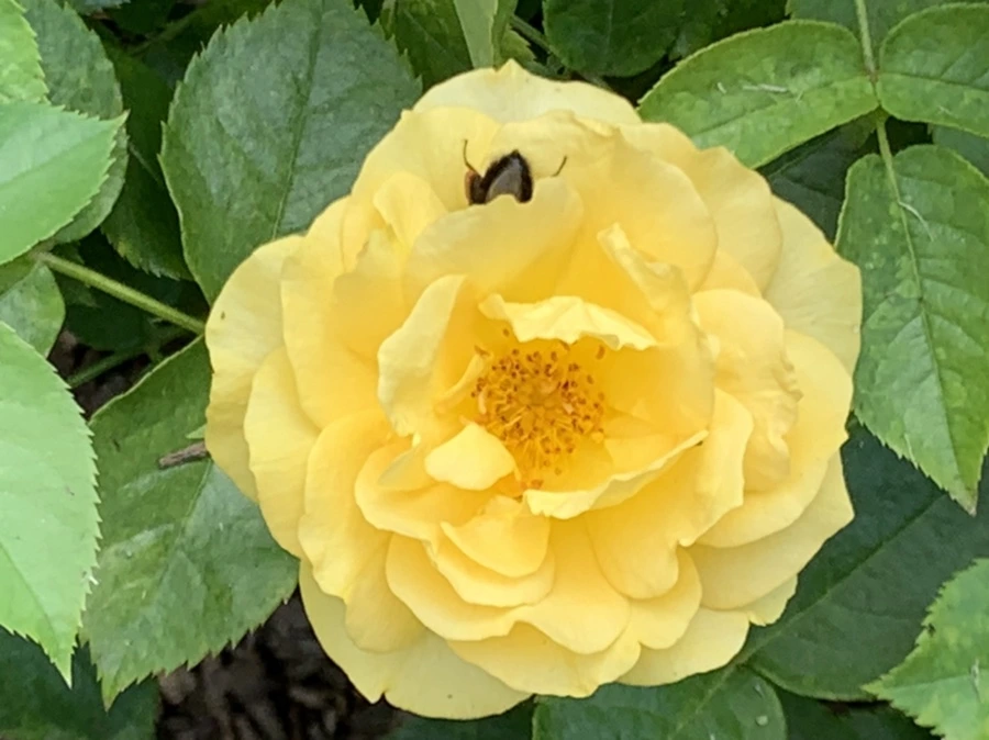 IMG_5449.jpg?type=w966