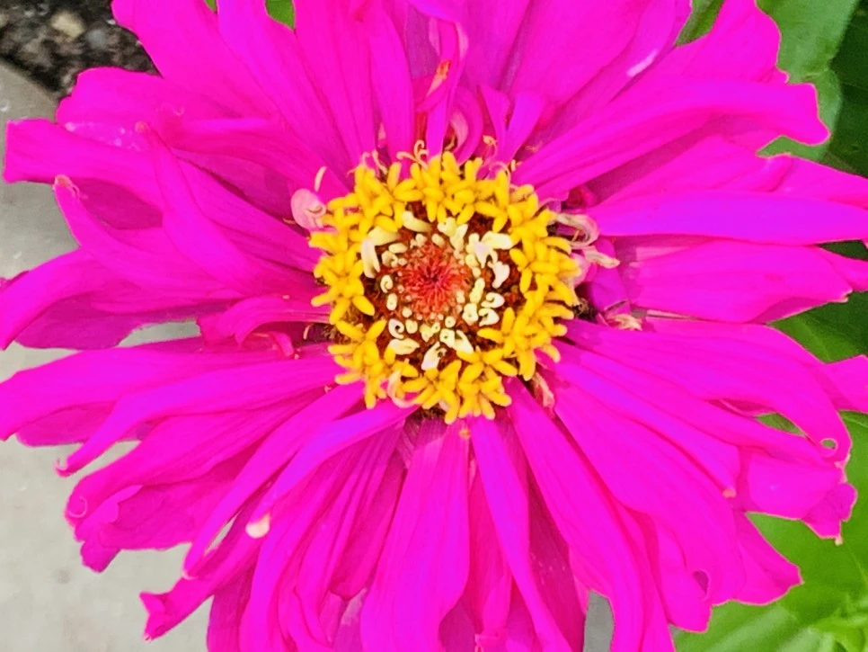 IMG_9383.jpg?type=w966