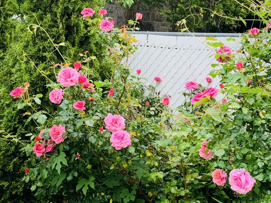 IMG_4870.jpg?type=w966