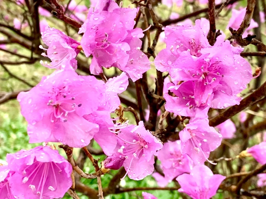 IMG_4932.jpg?type=w966