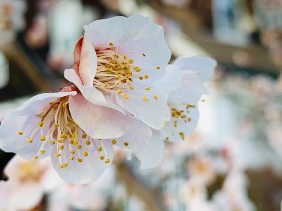 IMG_2245.jpg?type=w966