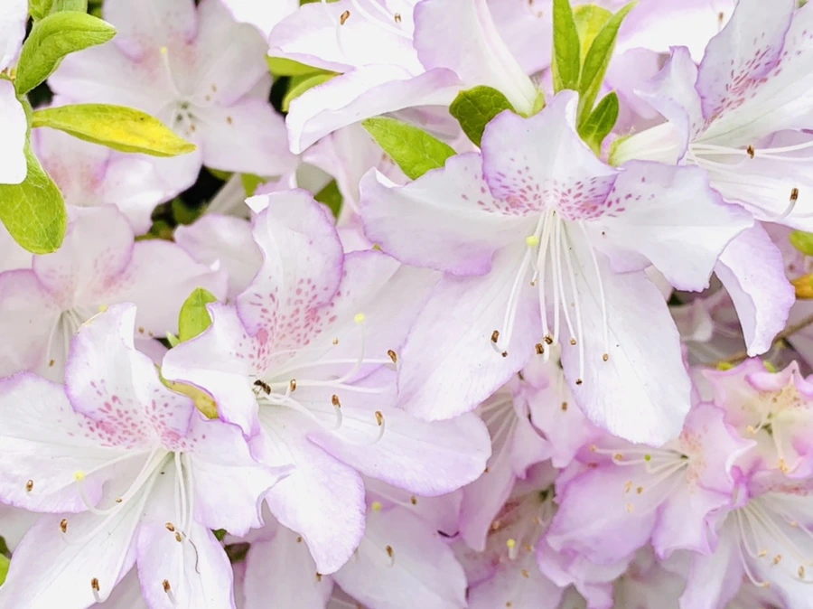 IMG_0900.jpg?type=w966