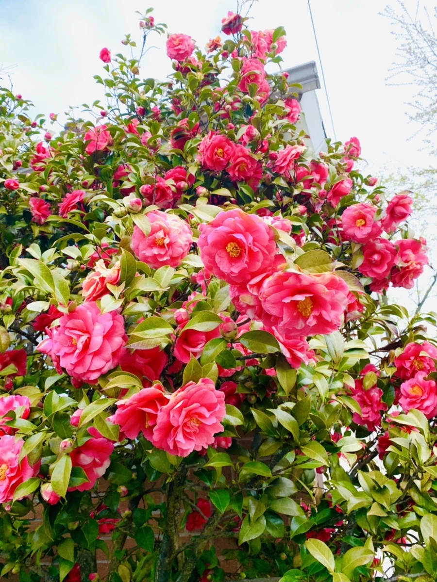 IMG_2916.jpg?type=w966